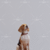 1_1 Boho Starlight Pet Photography Backdrop