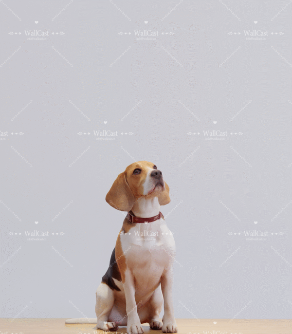 Star King Background Cloth Star King Background Cloth