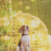 4_1 Boho Starlight Pet Photography Backdrop