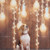 Pet Photography Backdrop Pet Photography Backdrop Dog Photo Backdrop Cat Photo Backdrop Pet Background for Photography Pet Photo Booth Backdrop Wrinkle-Free Pet Backdrop