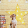 Star King Background Cloth Photography background Pet decorations Pet photography cloth