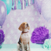 4_2 Pastel Polka Dot Balloon Pet Photography Backdrop