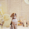 Christmas Sweetheart Paradise Teddy Bear Christmas Pet Photography Backdrop
