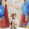 4_2 Patriotic Star Balloon Pet Photography Backdrop