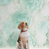 4_2 Mint Green Floral Pet Photography Backdrop