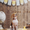 4_2 Vintage Explorer Pet Photography Backdrop