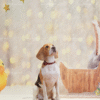 4_2 Starlight Duck Pet Photography Backdrop