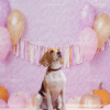 4_2 Lavender Pumpkin Balloon Pet Photography Backdrop