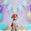4_2 Purple Teal Balloon Pet Photography Backdrop