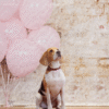 4_2 Pink Balloon Brick Pet Photography Backdrop
