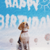 4_2 Birthday Sky Pet Photography Backdrop