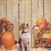 4_2 Autumn Pumpkin Pet Photography Backdrop