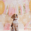 4_2 Pink Gold One Pet Birthday Photography Backdrop