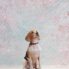 4_2 Pastel Floral Pet Photography Backdrop