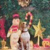 4_2 Christmas Snowman Pet Photography Backdrop” 作为 Focus Keyword。