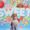 4_2 Candy Sweet Pet Photography Backdrop
