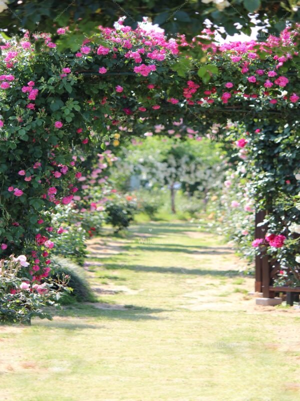 Prosperous Archway Rose Archway Backdrop