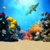 t-2531_副本_副本 Underwater Shark & Coral Reef Photography Backdrop